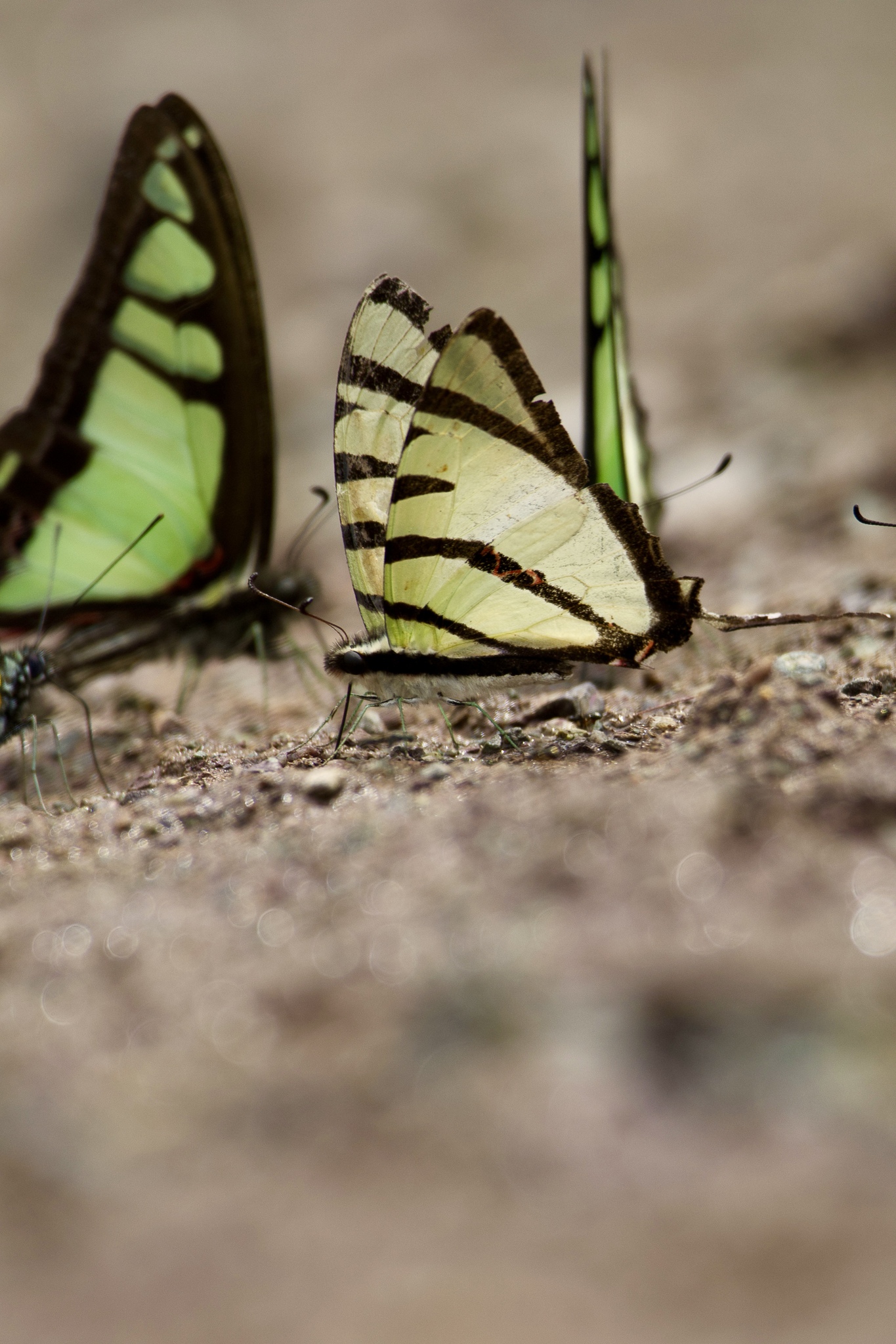 Four-Bar Swordtail