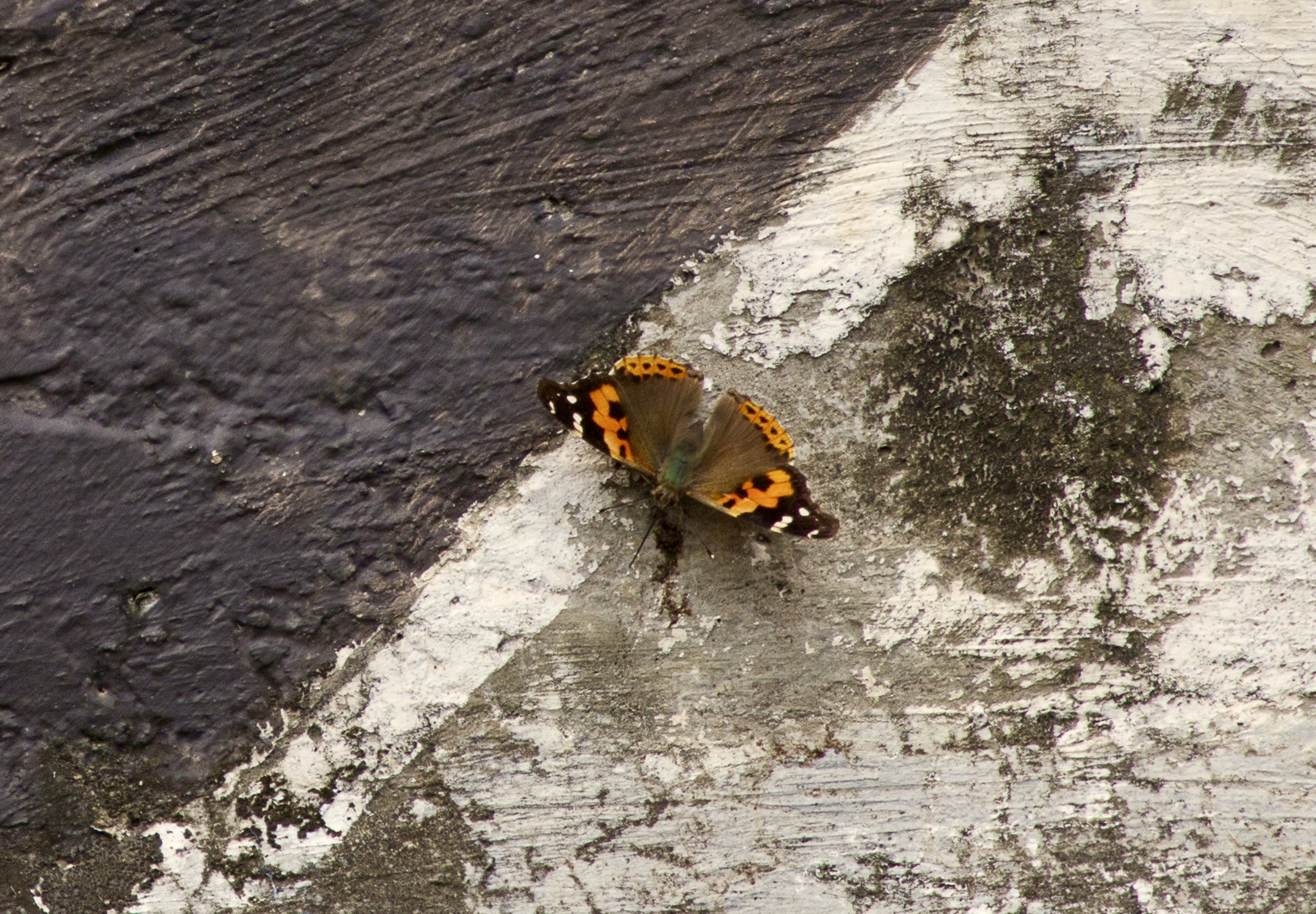 Indian Red Admiral