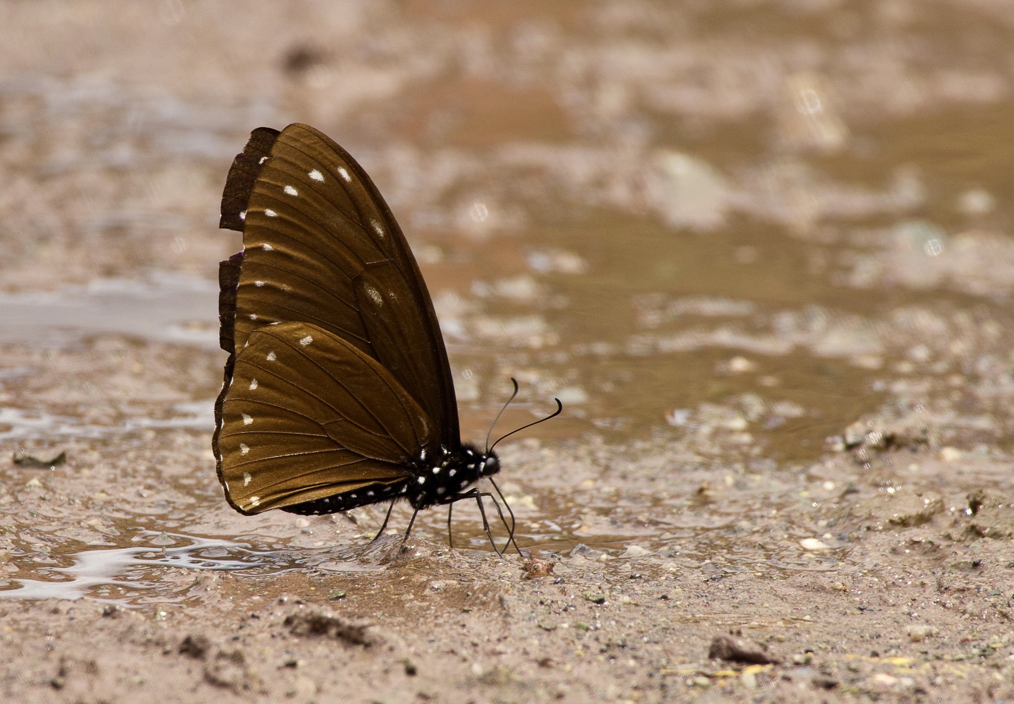 Great Blue Mime