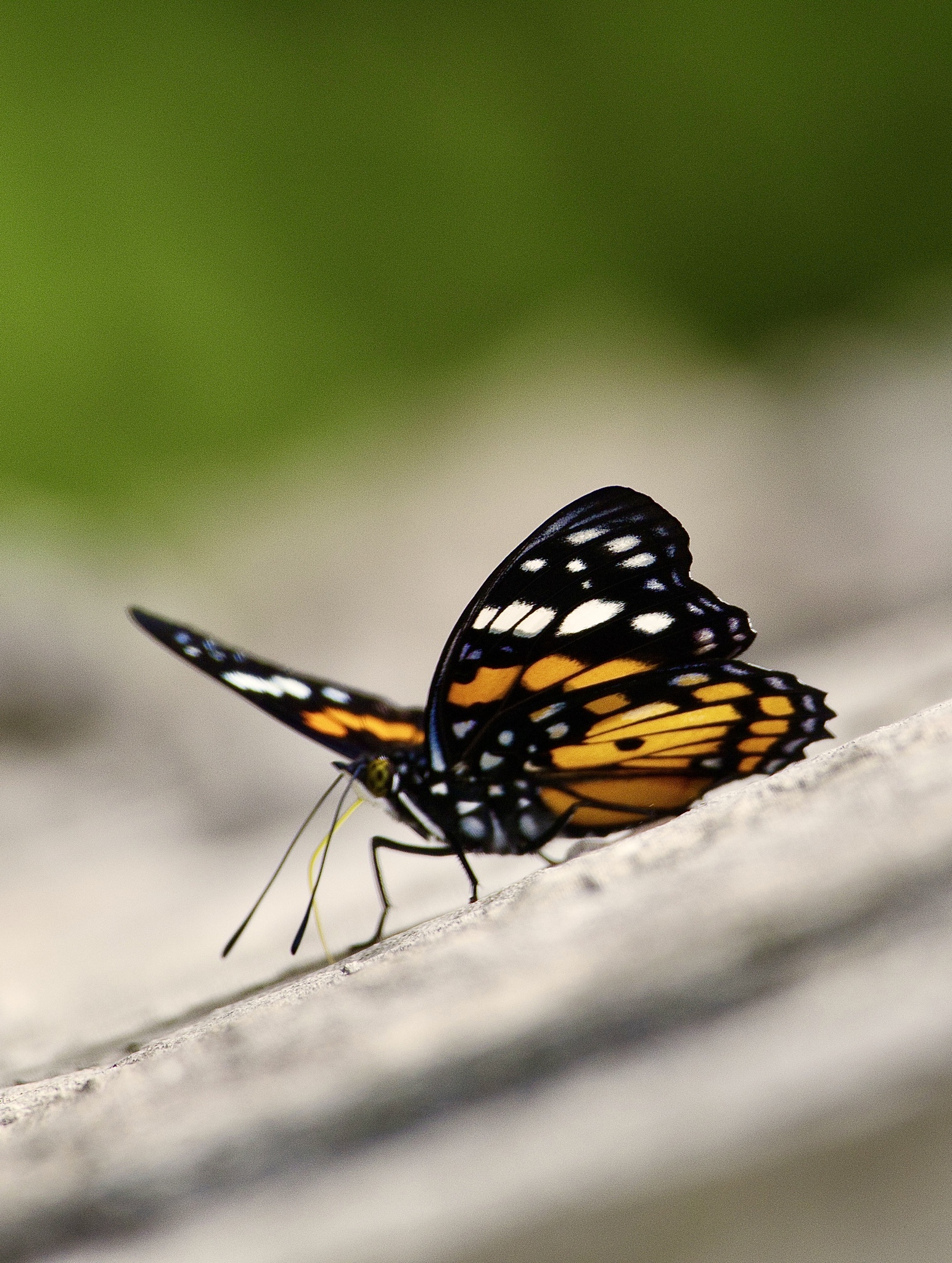 White-Spotted Courtier