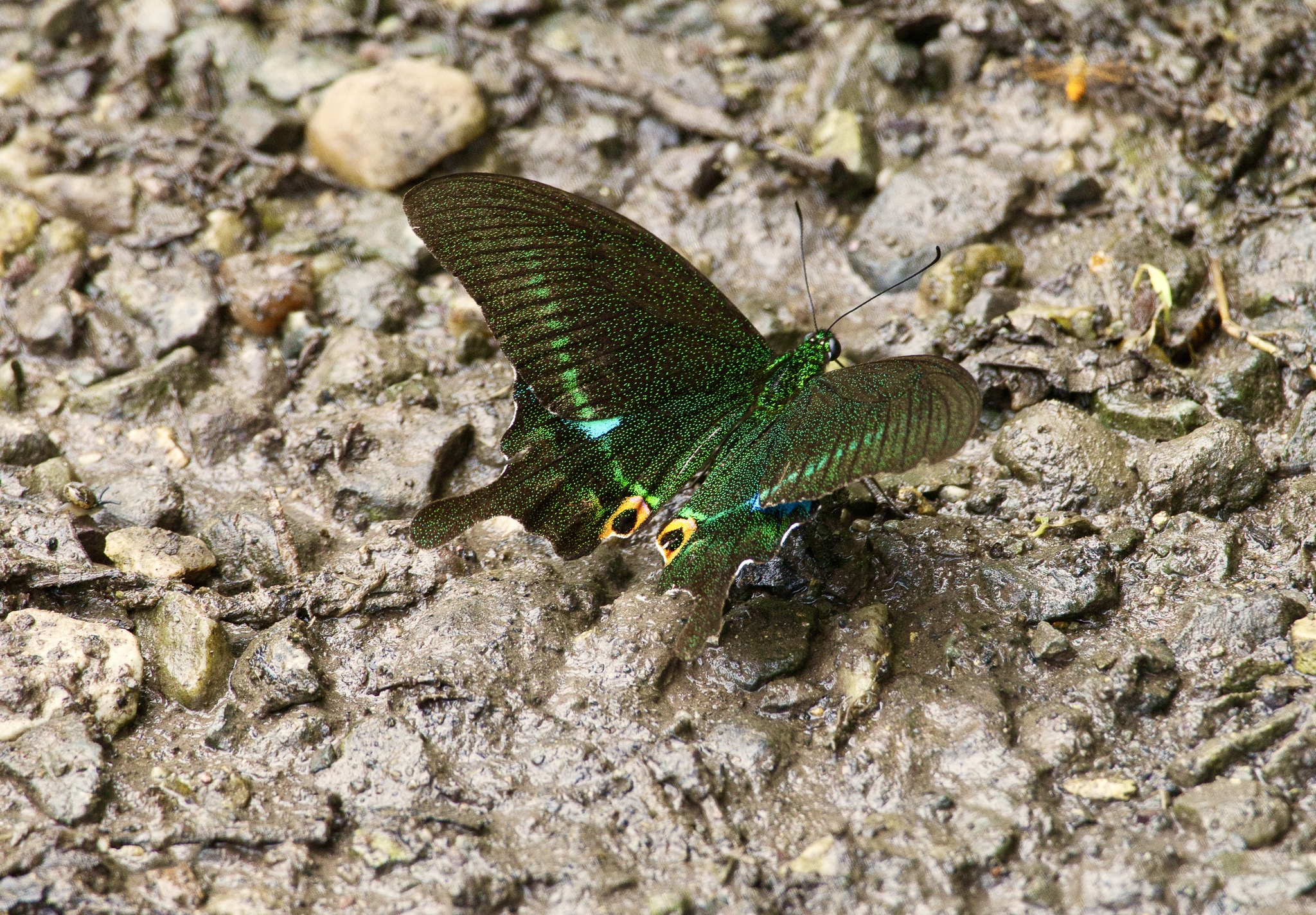 Paris Peacock