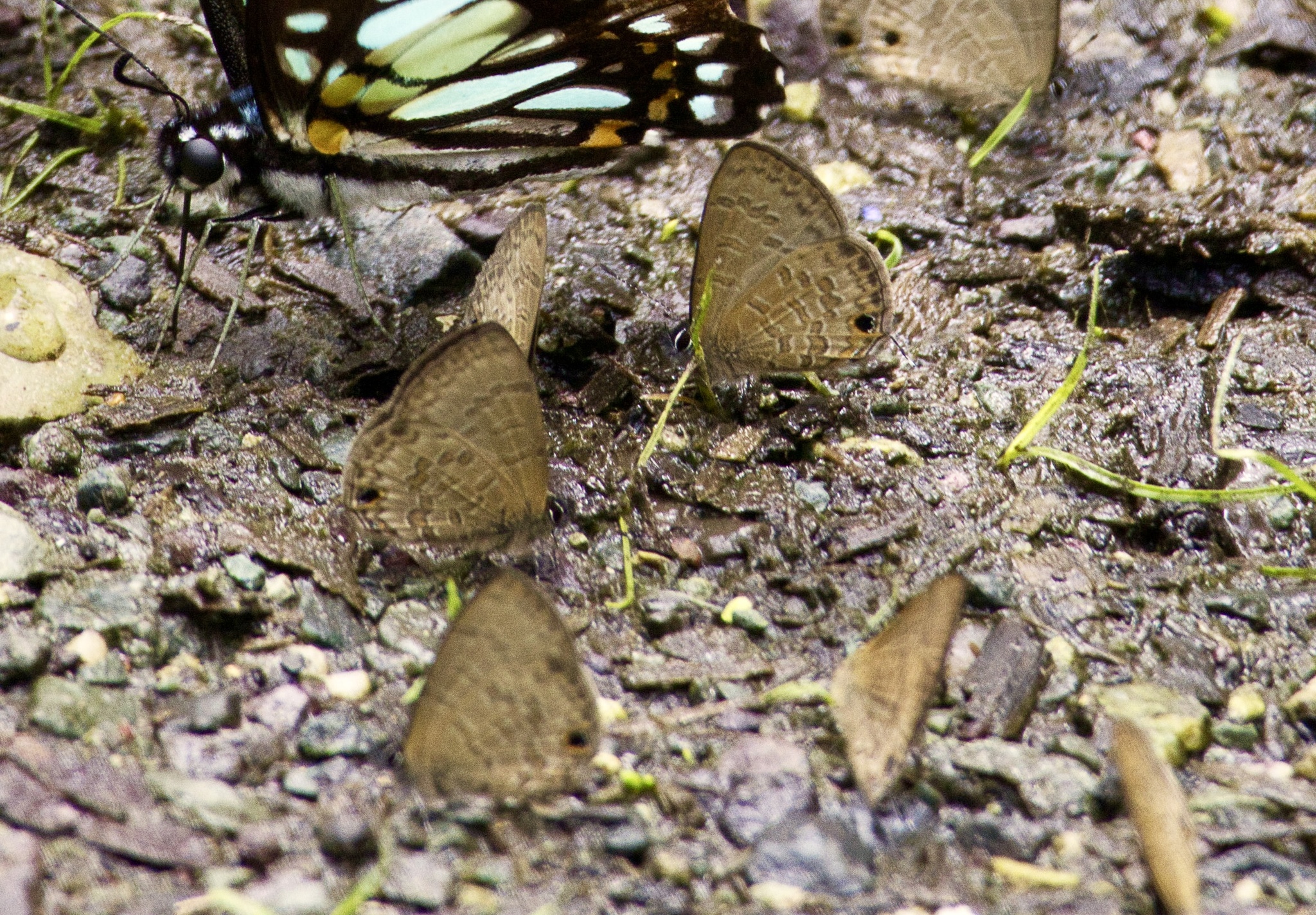 Common Lineblue