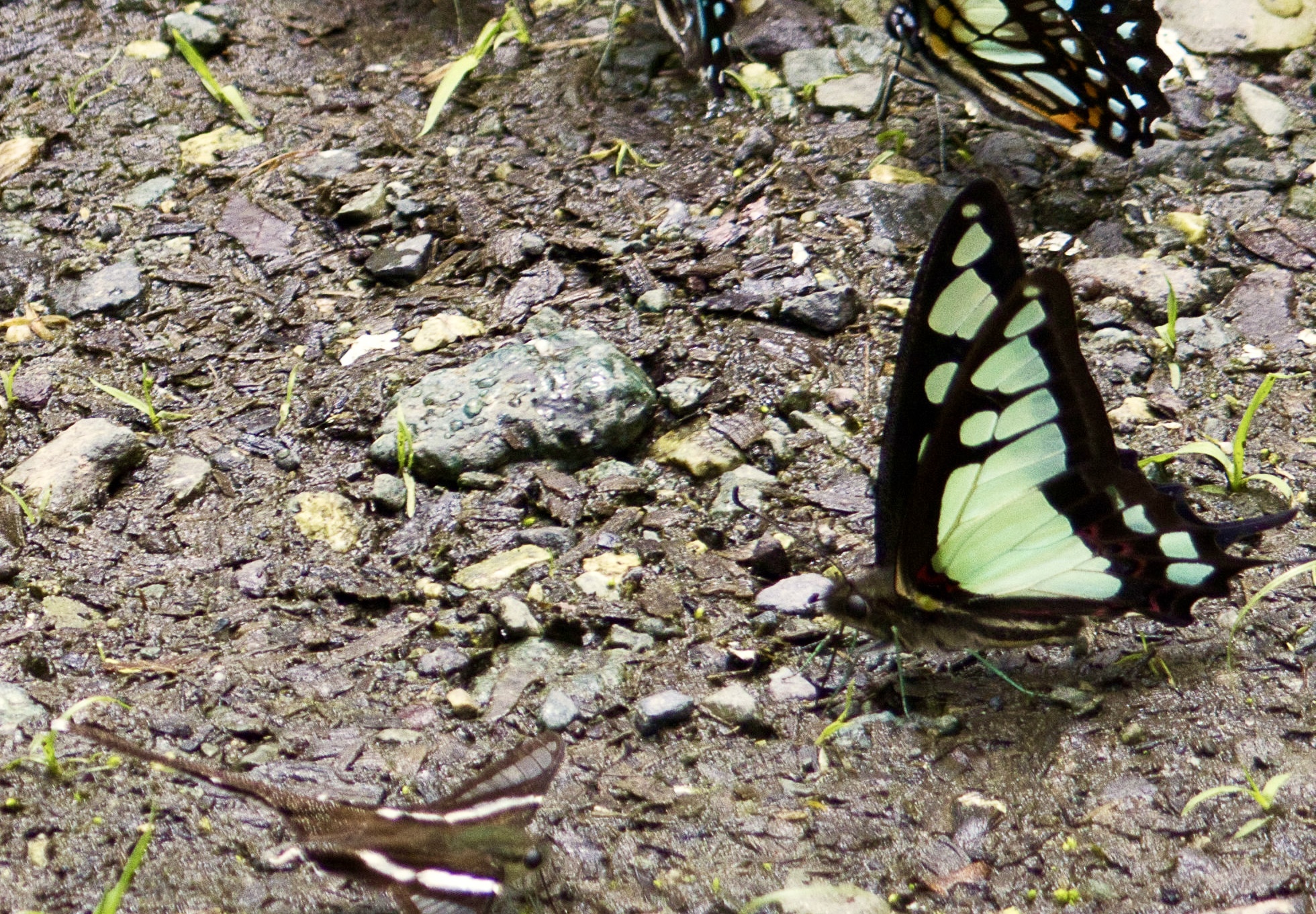 Glassy Bluebottle