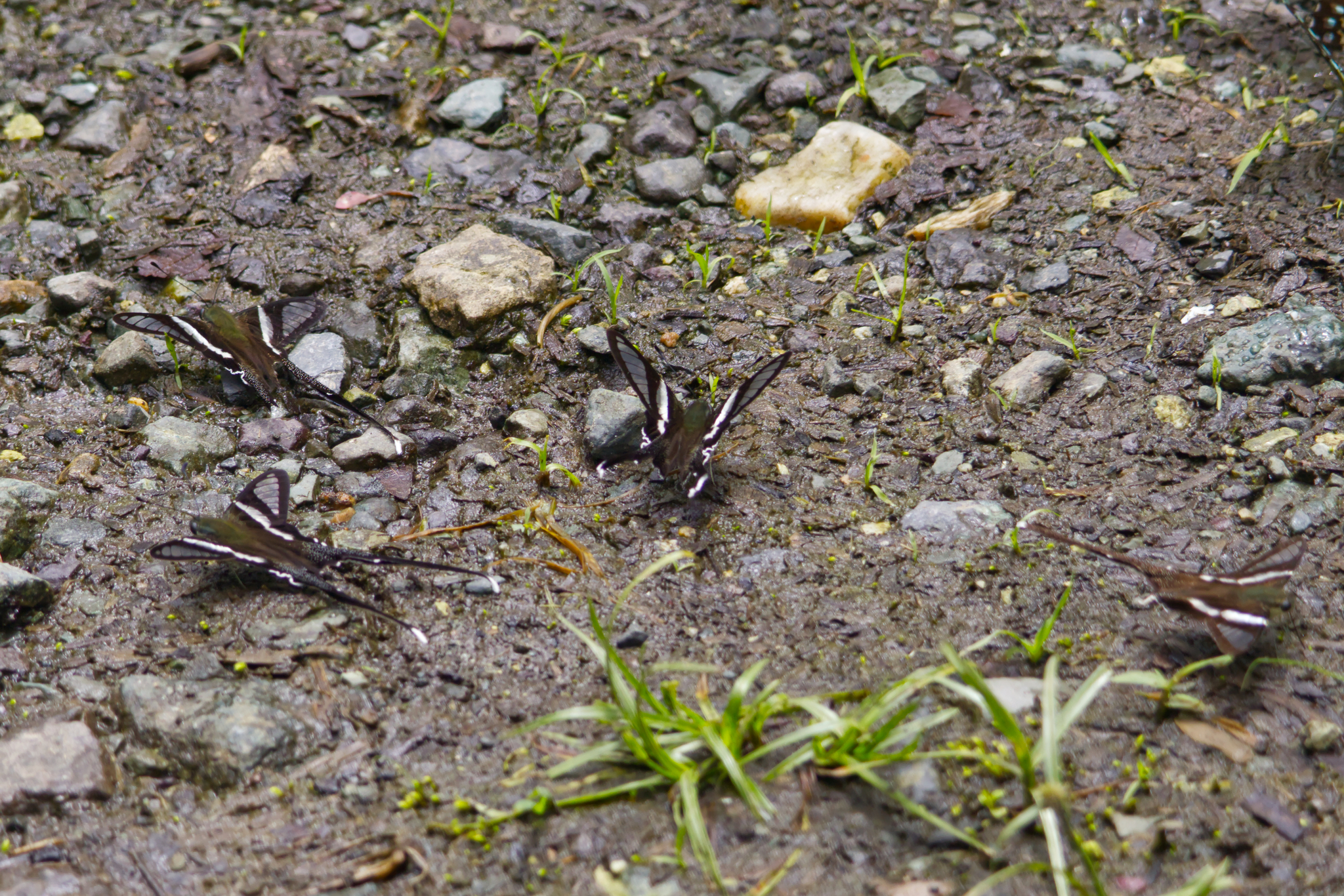 White Dragontail