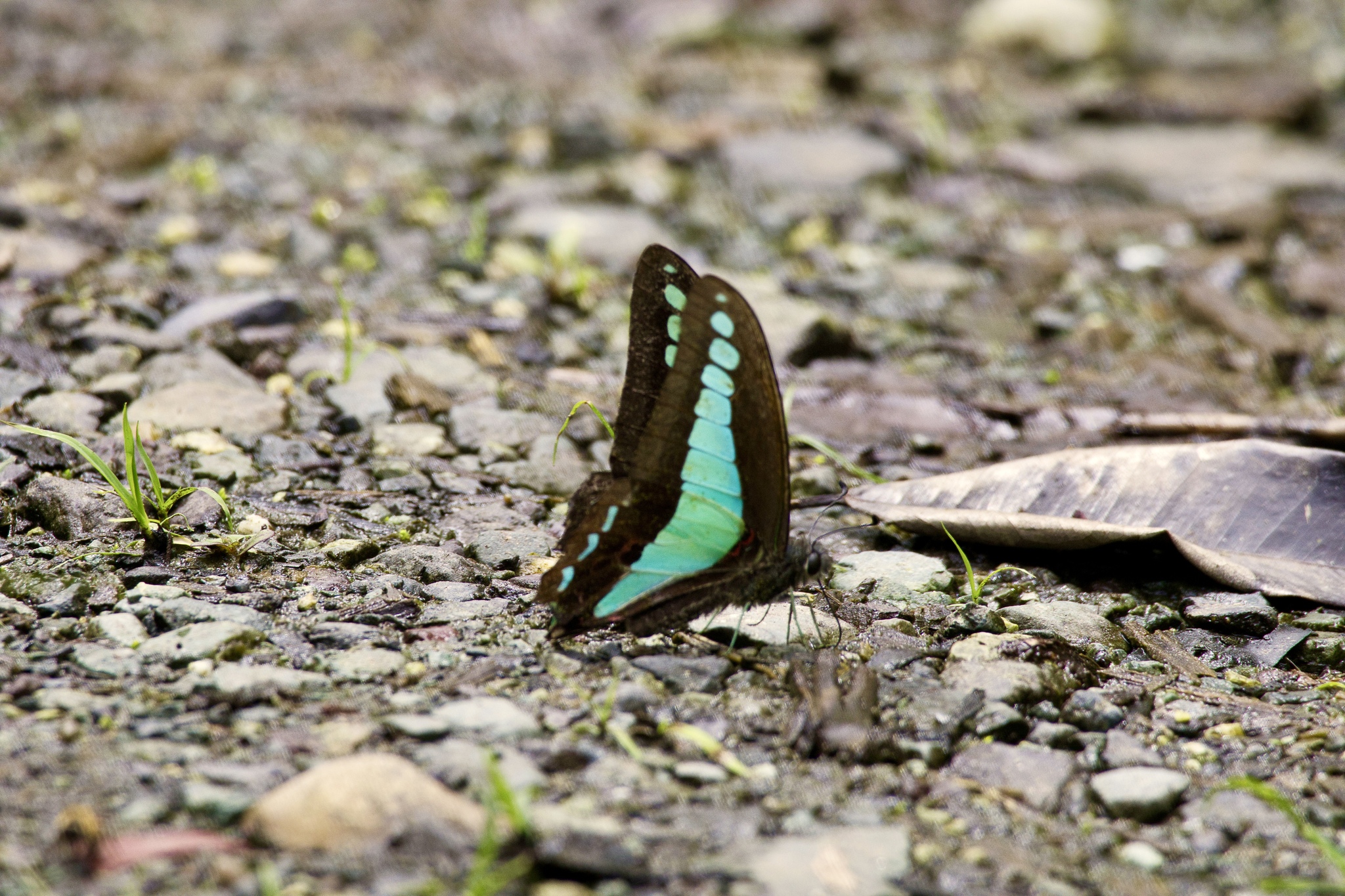 Common Bluebottle