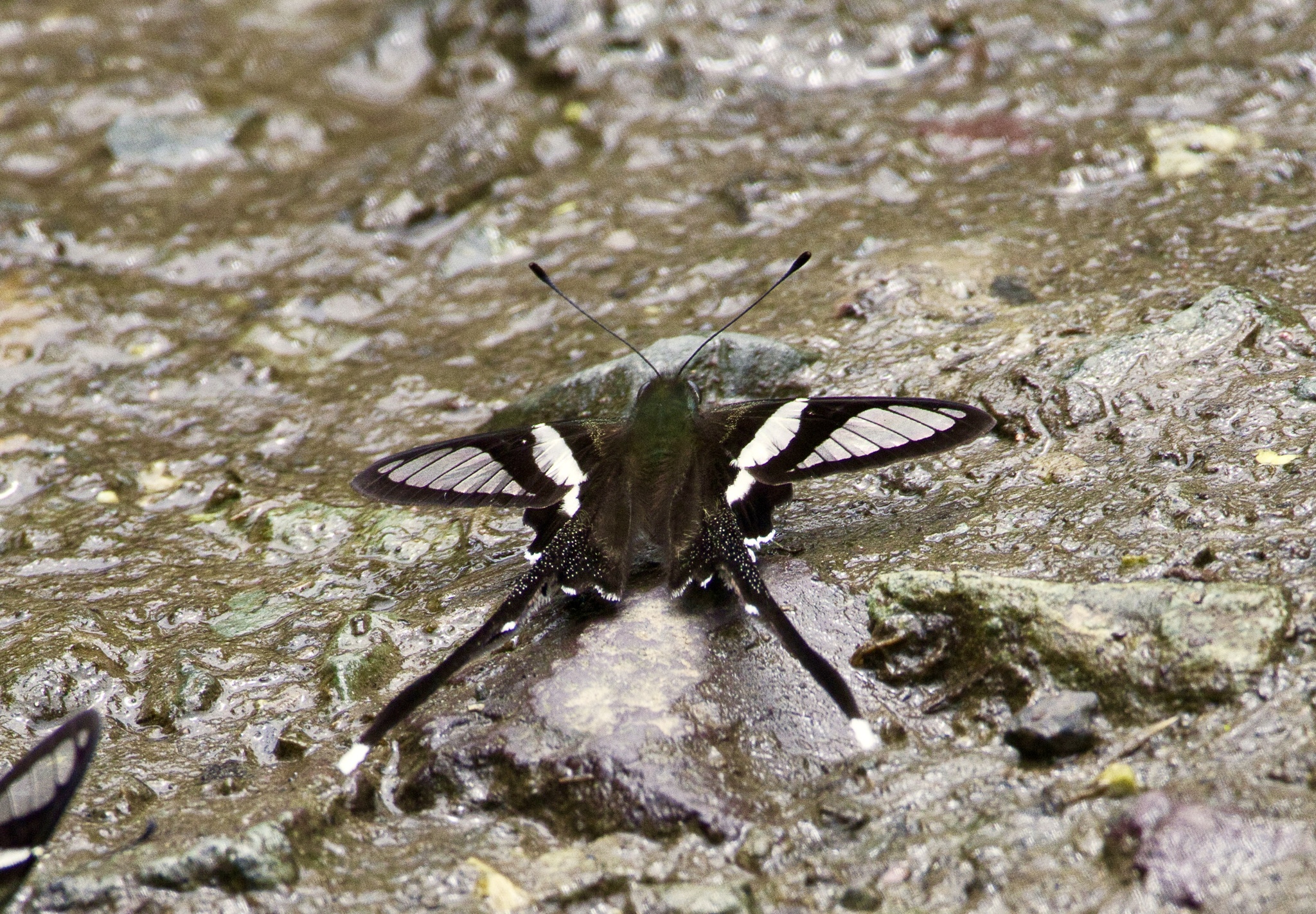 White Dragontail
