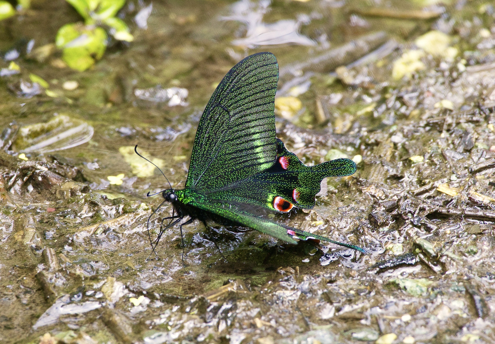 Blue Peacock