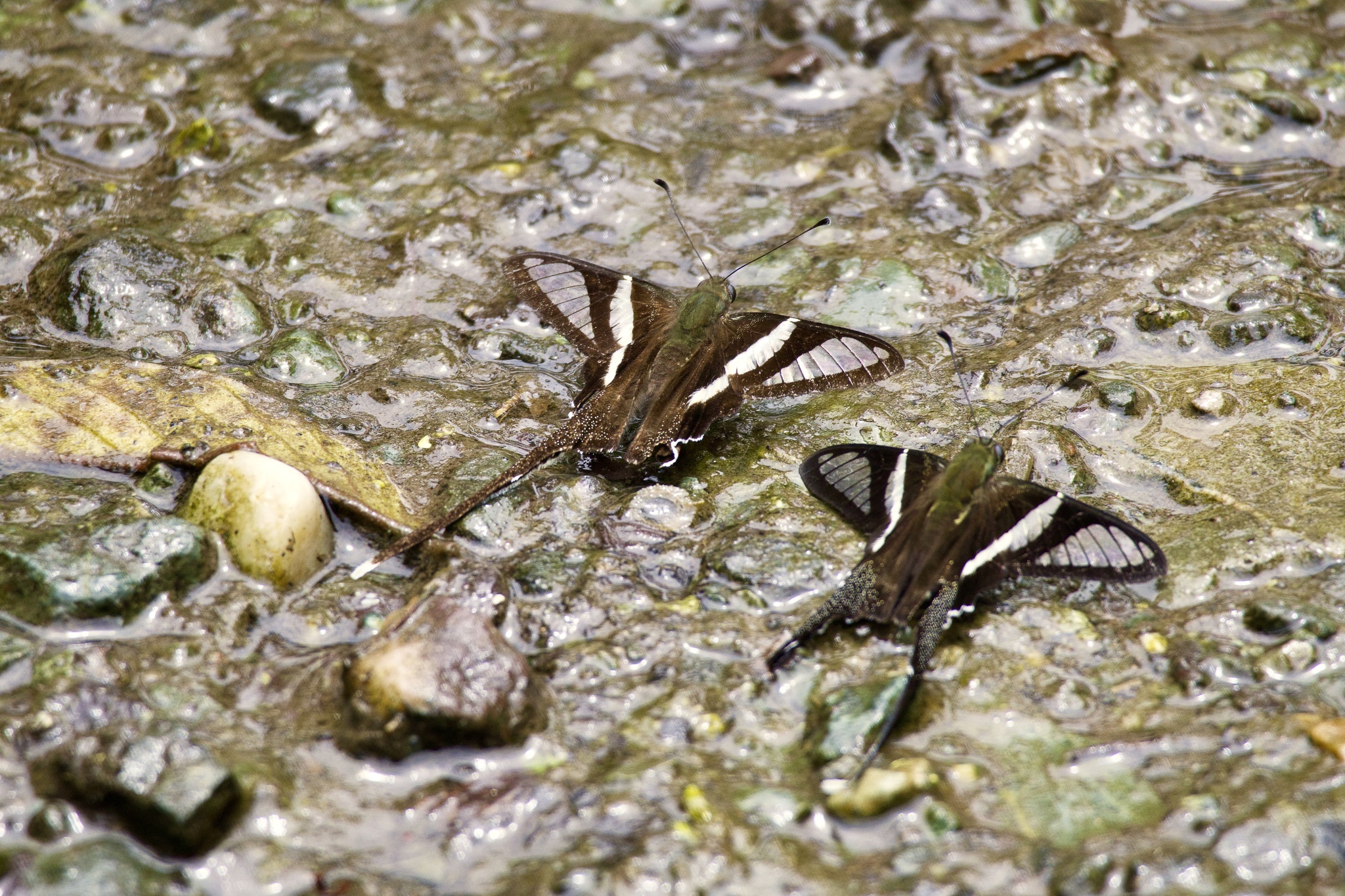 White Dragontail