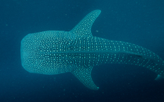 Whale shark