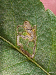 Stigmella longisacca