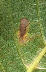 Stigmella longisacca
