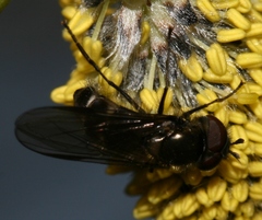 Melangyna quadrimaculata