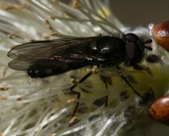 Melangyna quadrimaculata