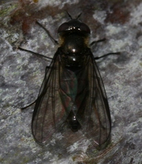 Melangyna quadrimaculata