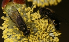 Melangyna quadrimaculata