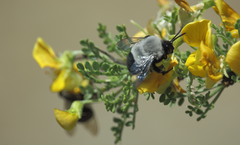 Epiclopus lendlianus