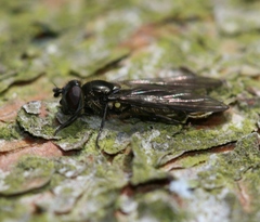 Melangyna quadrimaculata