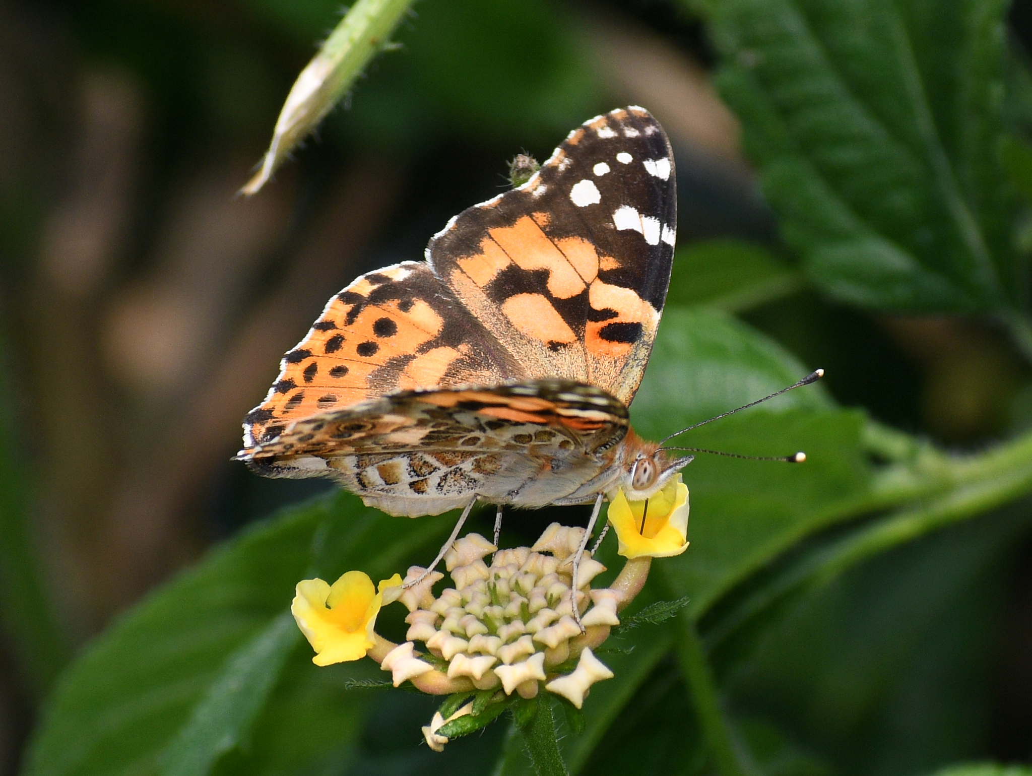 Painted Lady