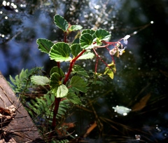 Begonia cucullata