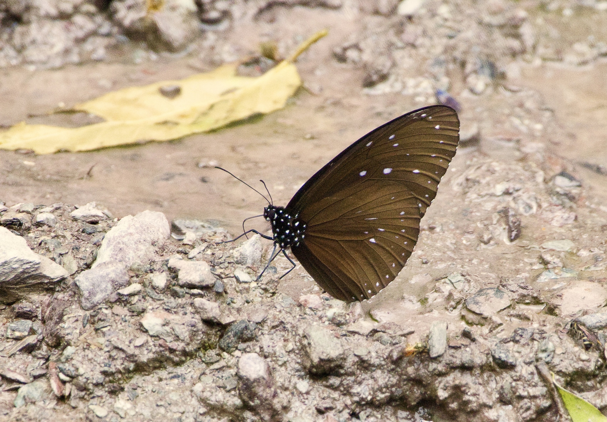 Striped Blue Crow