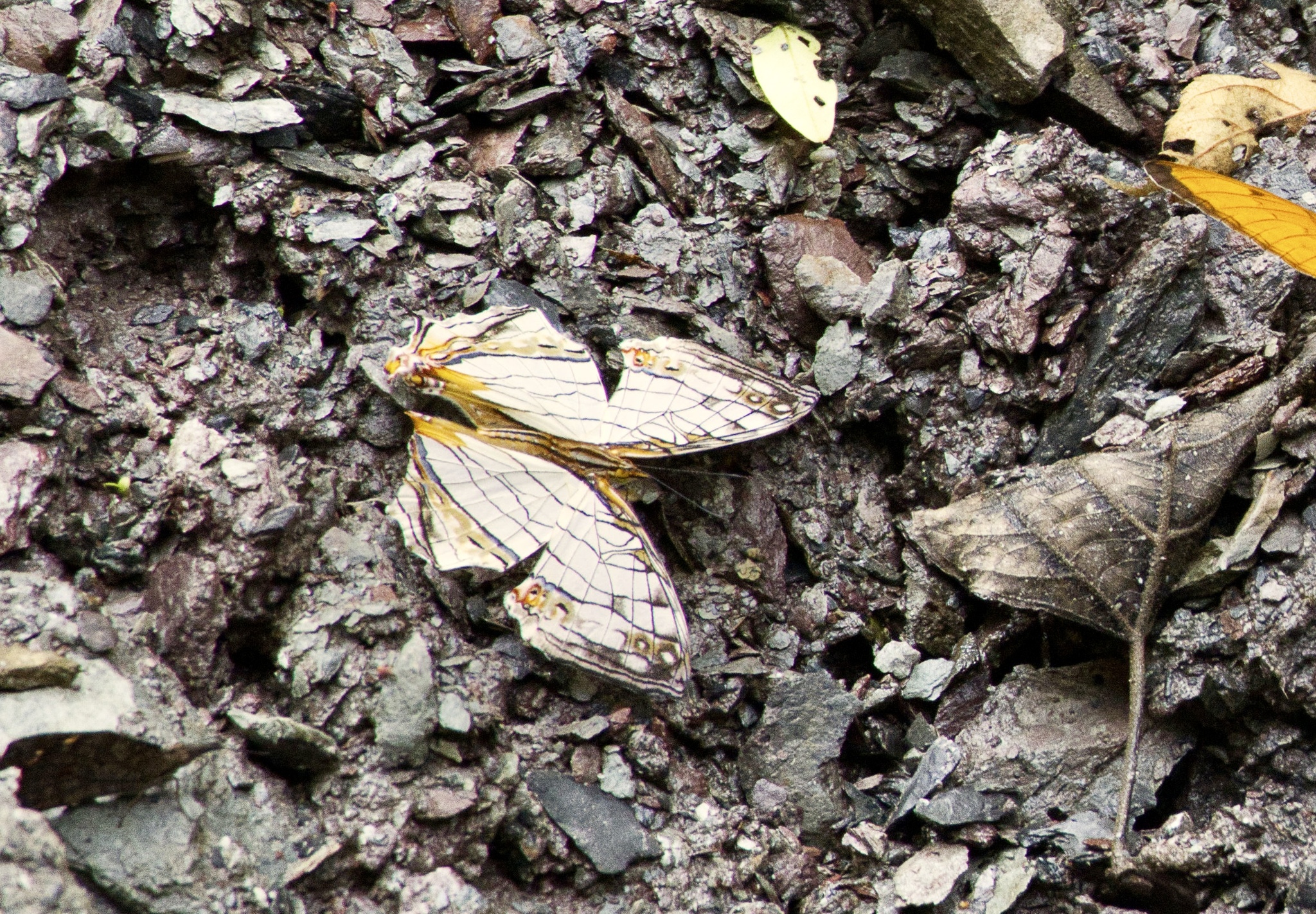 Map Butterfly