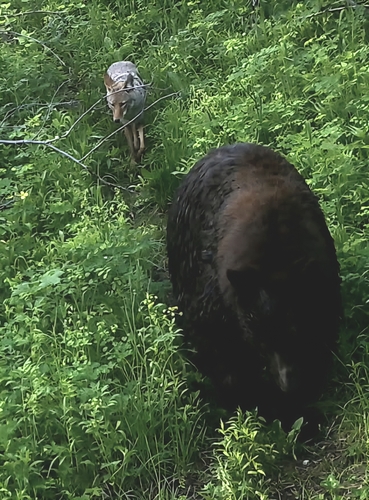 Coyote photographed in Colorado