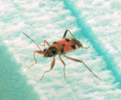 Beosus quadripunctatus