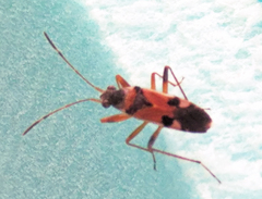 Beosus quadripunctatus