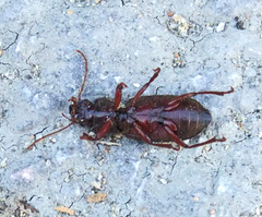 Scybalicus oblongiusculus