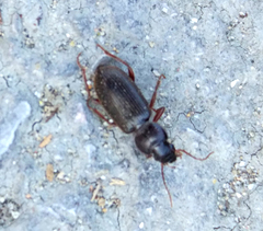 Scybalicus oblongiusculus