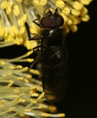 Melangyna quadrimaculata