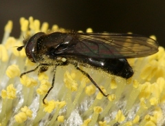 Melangyna quadrimaculata
