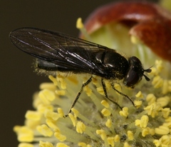 Melangyna quadrimaculata