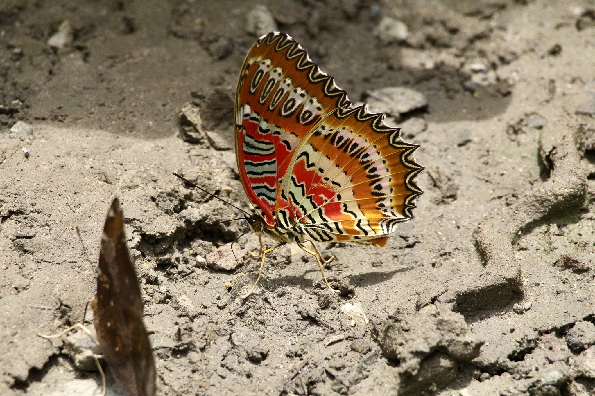 Red Lacewing