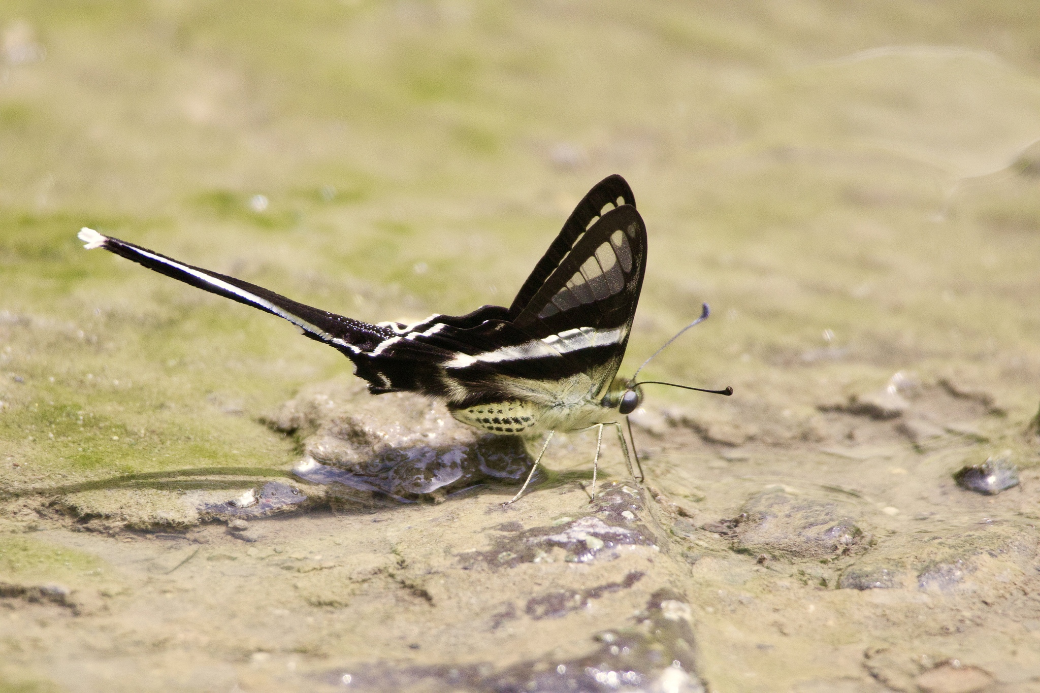 White Dragontail