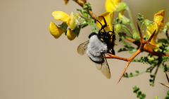 Epiclopus lendlianus