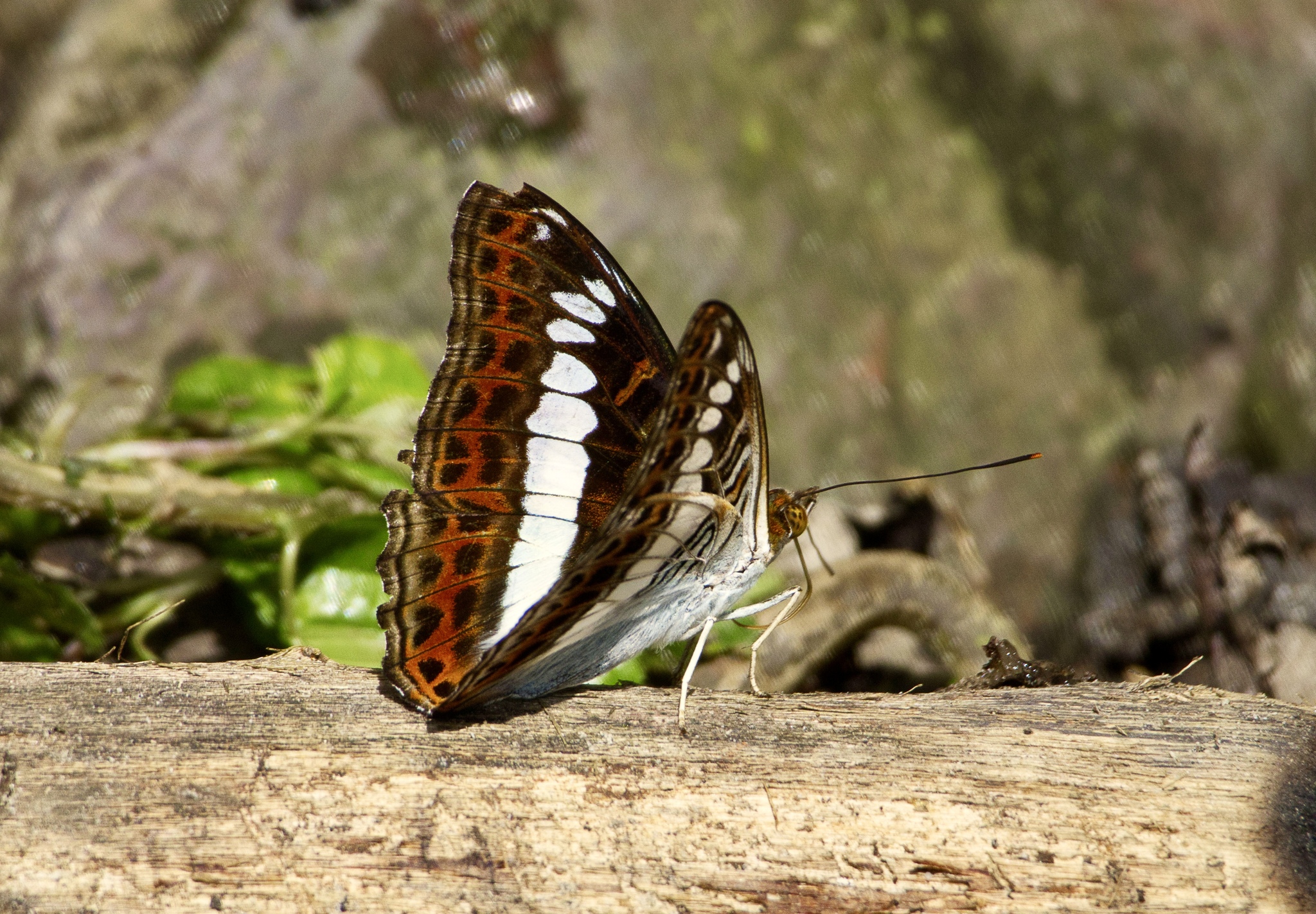 Scarce White Commodore