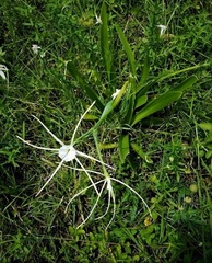 Hymenocallis latifolia var. puntagordensis image