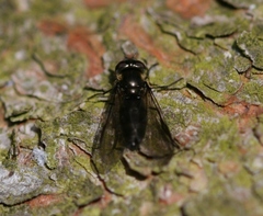 Melangyna quadrimaculata