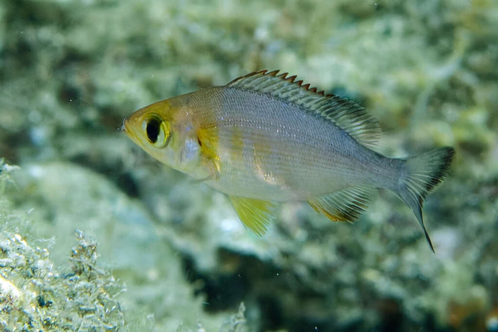Black seabream (Spondyliosoma cantharus) — Sparidae