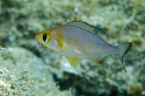 Black seabream (Spondyliosoma cantharus) — Sparidae