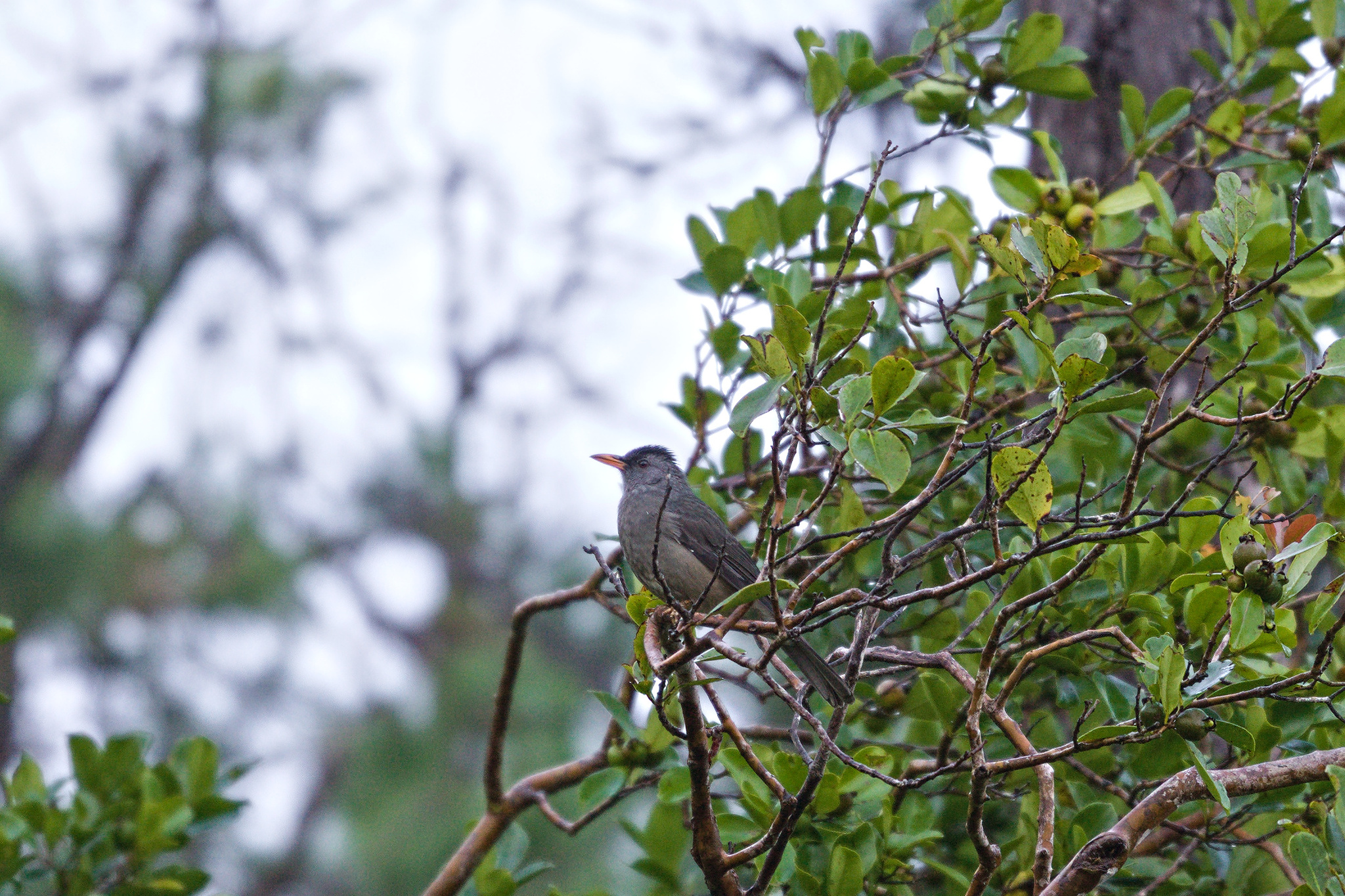 Mauritius Bulbul illustration