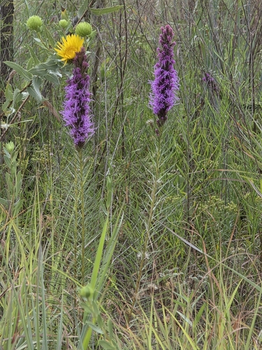 Liatris aestivalis, photograph 4
