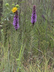 Liatris aestivalis, photograph (c) Cleveland Powell, some rights reserved (CC BY)