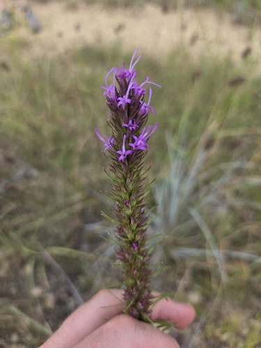 Liatris aestivalis, photograph 5