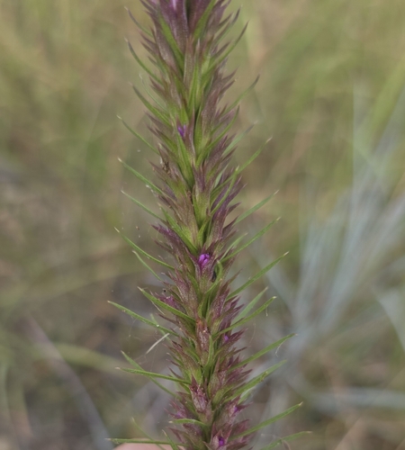 Liatris aestivalis, photograph 6