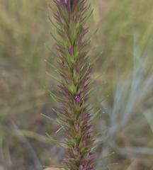Liatris aestivalis, photograph (c) Cleveland Powell, some rights reserved (CC BY)