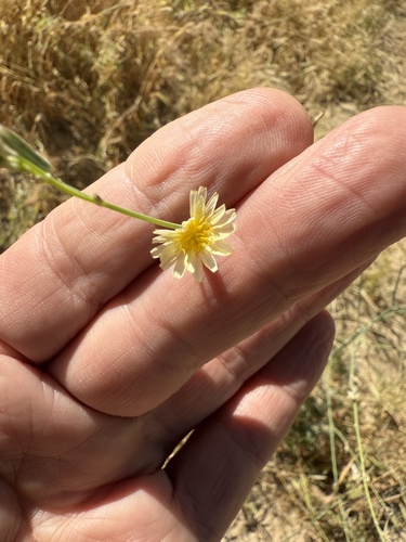 Achicoria Azul (Launaea intybacea)