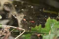 Lipokophila eberhardi