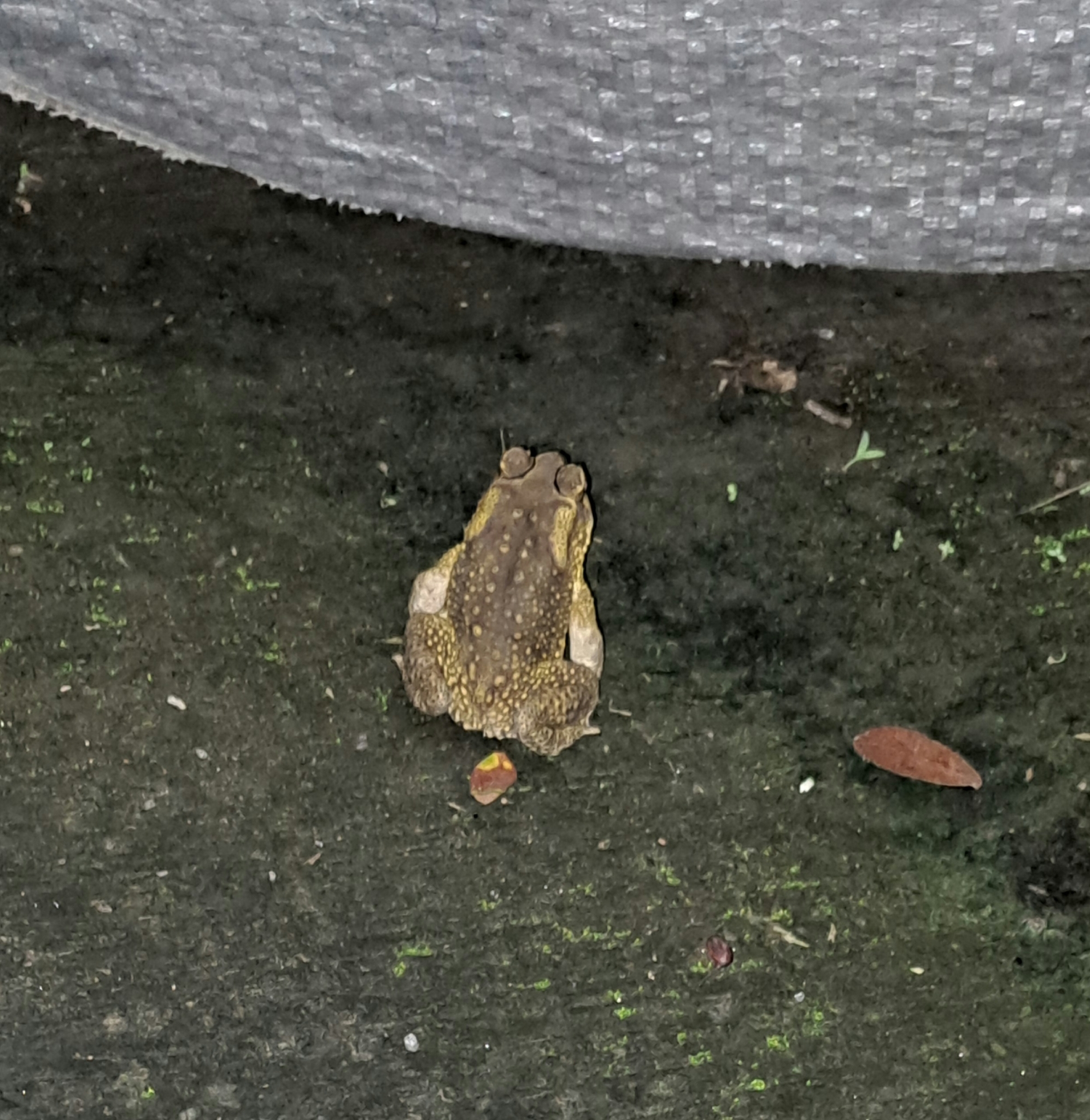 Indian Common True Toad